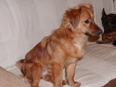 Sasa wohnt in Niederösterreich