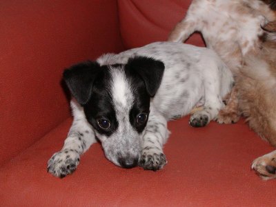 Snoopy wohnt in der Steiermark