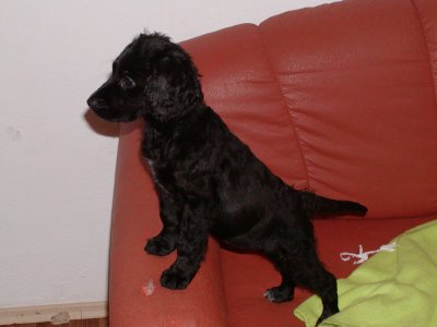 Suki wohnt in der Steiermark