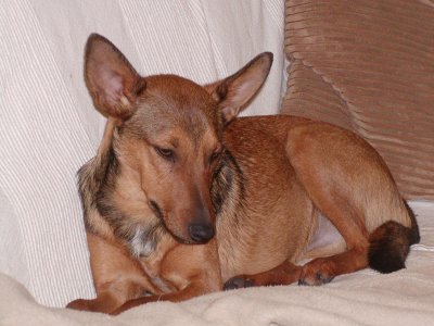 Timmy wohnt in der Steiermark