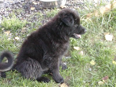 Artus heisst Blacky und wohnt in der Steiermark