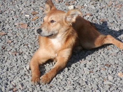 Meli wohnt in der Steiermark