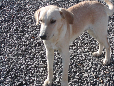 Mexx wohnt in der Steiermark