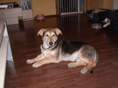 Shaggy wohnt in der Steiermark