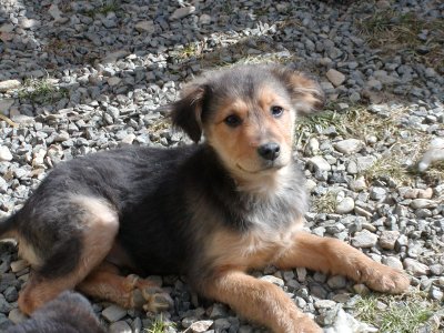 Kalle wohnt in der Steiermark