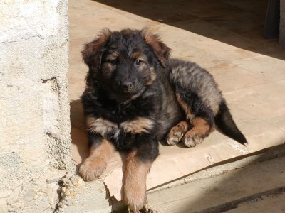 Prue heisst Luna und wohnt in der Steiermark