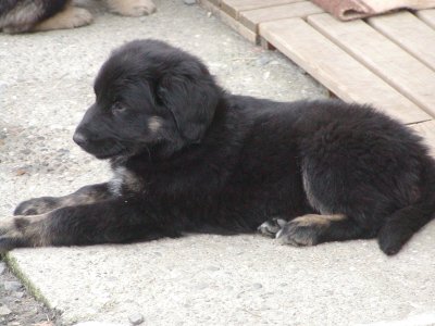 Farah heisst Nayara und wohnt in der Steiermark