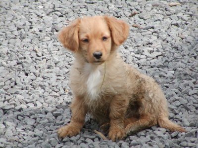 Berry wohnt in der Steiermark