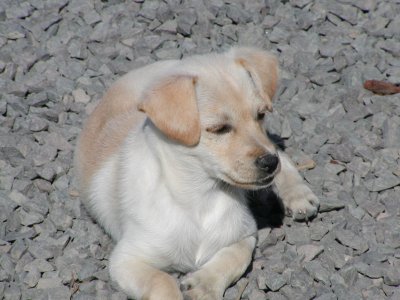 Barny wohnt in der Steiermark
