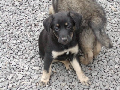 Fancy heisst Kira und wohnt in Niederösterreich