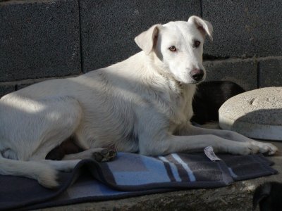 Whity heisst Principessa und wohnt in der Steiermark