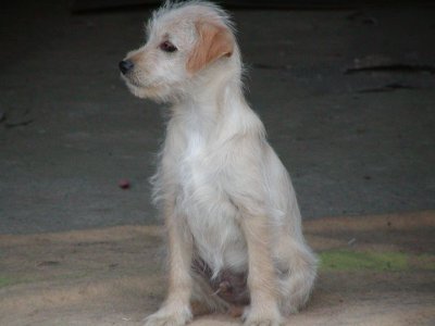 Billy wohnt in der Steiermark