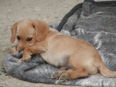 Benji wohnt in der Steiermark