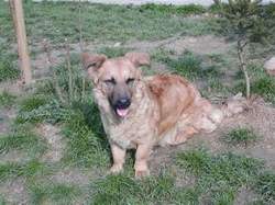 Angelo wohnt in Wien