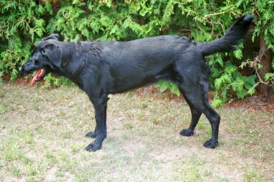 Cody wohnt in Niederösterreich