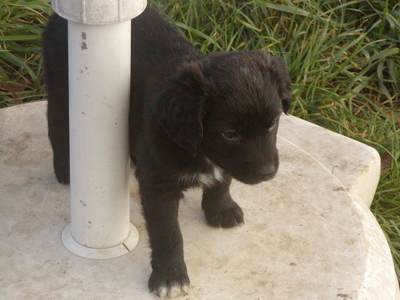 Damilo heisst Rocky und wohnt in der Steiermark