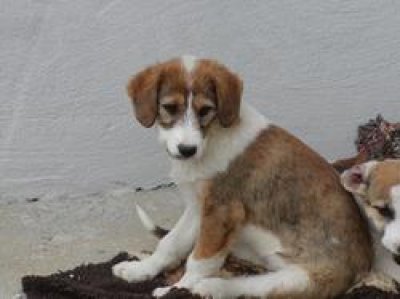 Desiree heisst Layla und wohnt im Burgenland