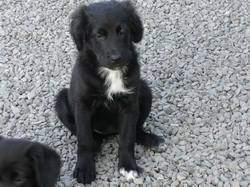 Ebony heisst Kira und wohnt in der Steiermark