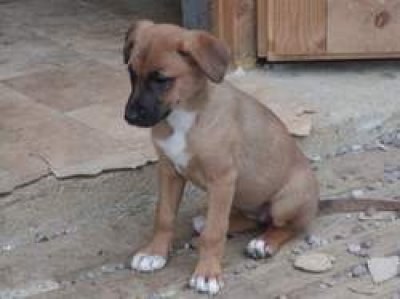 Elena heisst Roxy und wohnt in der Steiermark