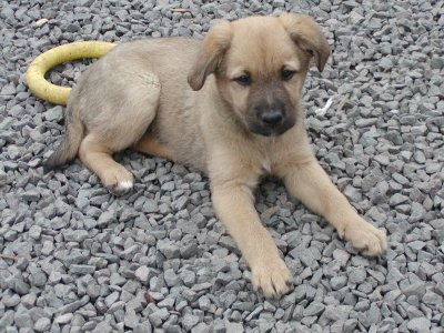 Fanny heisst Kara und wohnt in Osttirol