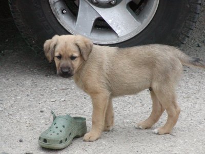 Faro heisst Rambo und wohnt in der Steiermark