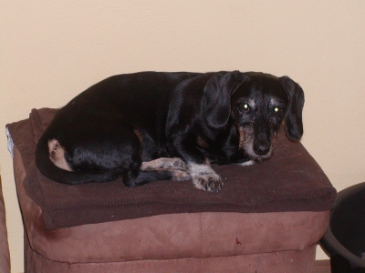 Blacky wohnt in Niederösterreich