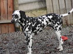 Pongo wohnt in Slowenien