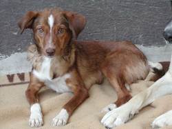 Stella heisst Ella und wohnt in der Steiermark