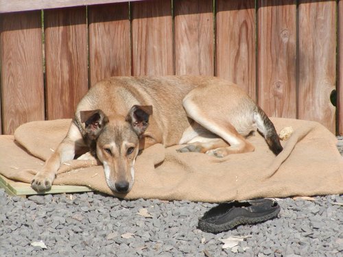 Goldie wohnt in Niederösterreich