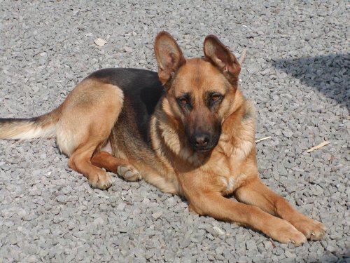 Gina wohnt in der Steiermark