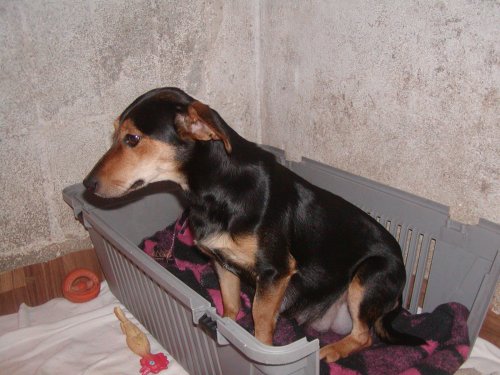 Daisy wohnt in der Steiermark