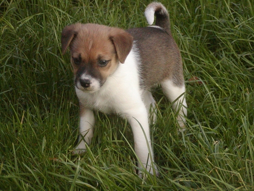 Darcy heisst Juna und wohnt in der Steiermark