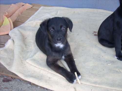 Muffin heisst Sammy und wohnt in Niederösterreich