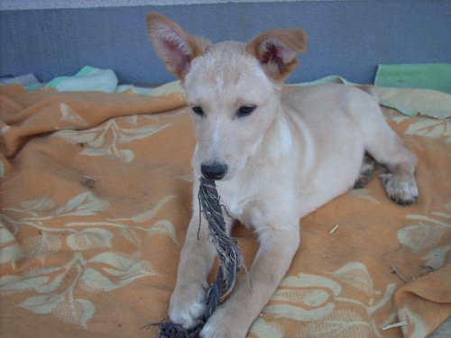 Bisquit heisst Cody und wohnt in Kärnten