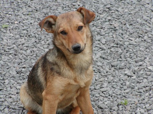 Foxi wohnt in der Steiermark