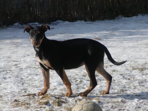 Gracie heisst Maya und wohnt in der Steiermark