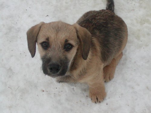 Irana heisst Inka und wohnt in der Steiermark