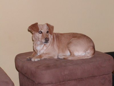 Buksi wohnt in der Steiermark