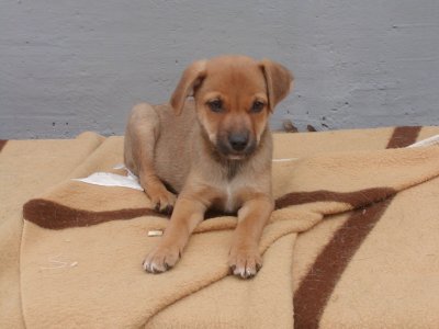 Tommy heisst Charly und wohnt in der Steiermark