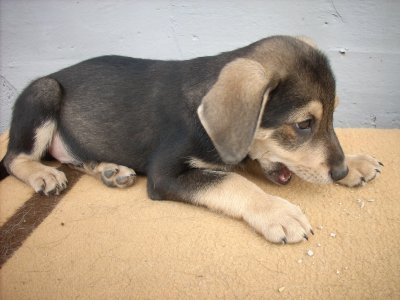 Thyson wohnt in der Steiermark