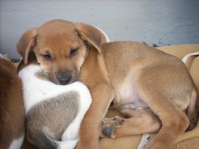 Terry wohnt in Oberösterreich