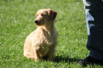 Picur heisst Peanut und wohnt in der Steiermark