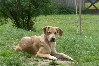 Darwin wohnt in Niederösterreich