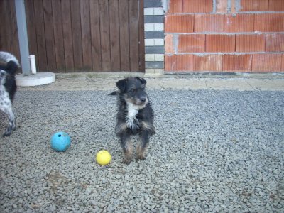 Dinko wohnt in der Steiermark