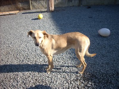 Spiky wohnt in der Steiermark