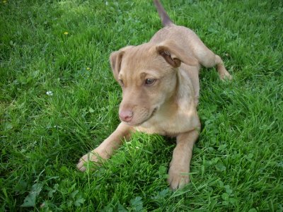 Luke wohnt in der Steiermark