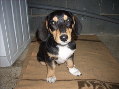 Bailey wohnt in der Steiermark