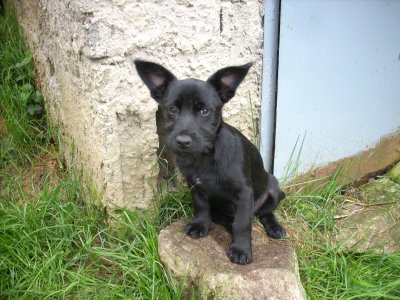 Little wohnt in der Steiermark