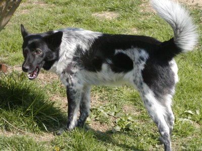 Elvis wohnt in der Steiermark