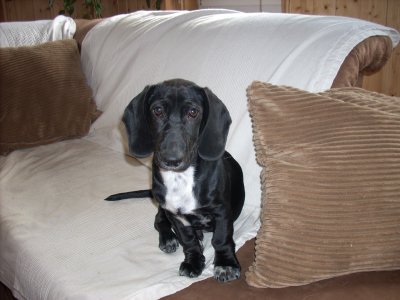 Gustav wohnt in der Steiermark